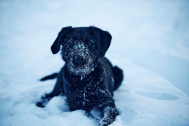 Black dog with snout area covered in snow, lying down in the snow. Ross Woodhall - Action & Lifestyle Photography