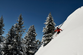 male skier, off piste, skiing by the trees. Ross Woodhall - Action & Lifestyle Photography