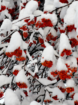 berries hanging from a tree, covered in snow. bright red of berries sticks out against the white of the snow. Ross Woodhall - Action & Lifestyle Photography