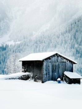 Close up of old small farm building covered in snow with pine trees in background covered in snow. Ross Woodhall - Action & Lifestyle Photography