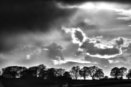 Black and white image of a line of trees with clouds caught in the sunlight with a murder of crows flying above the trees. Ross Woodhall - Action & Lifestyle Photography
