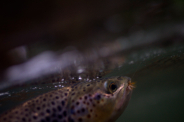 Rainbow trout underwater having just caught a fly on a line. Ross Woodhall - Action & Lifestyle Photography